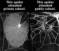 Spider-Education-851.jpg